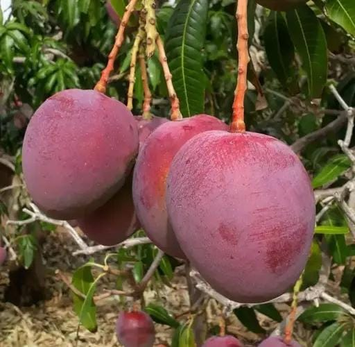 Tommy Atkin Mango 2.5ft
